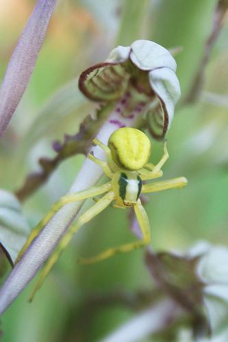 Misumena vatia